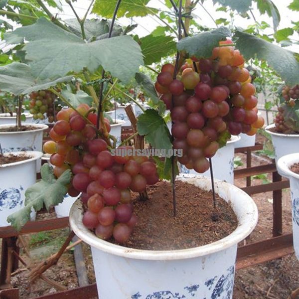 50PCS Rare Grape seeds Organic Fruit Succulent seed Sweet Food Delicious Fruit P 